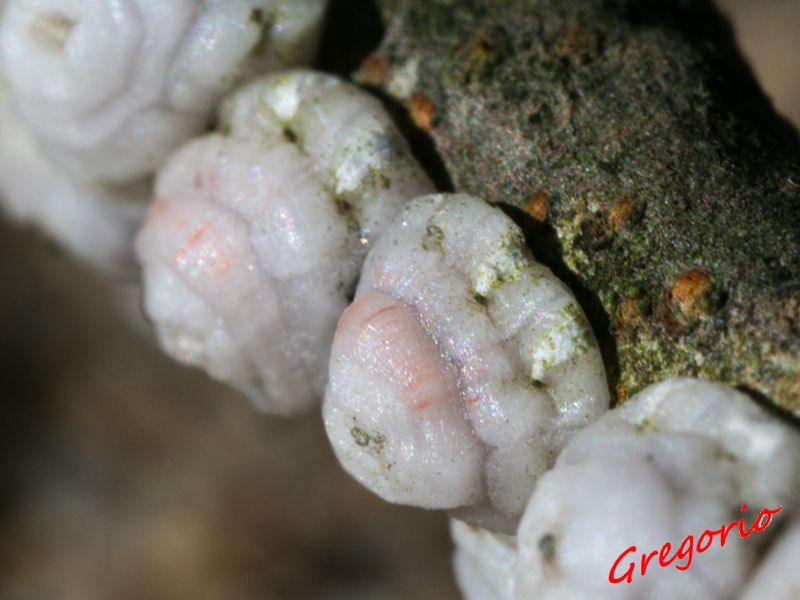Da determinare Ceroplastes rusci ??